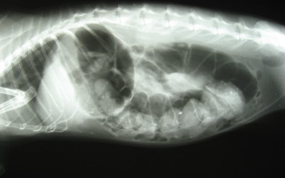 Coniglio Blocco Gastrointestinale